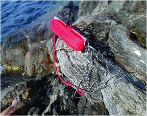 画像4: タフネス・ストリンガー